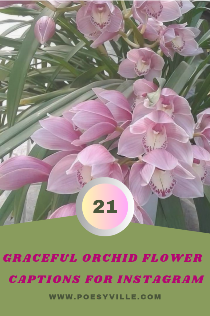 Orchid Flower Captions for Instagram 