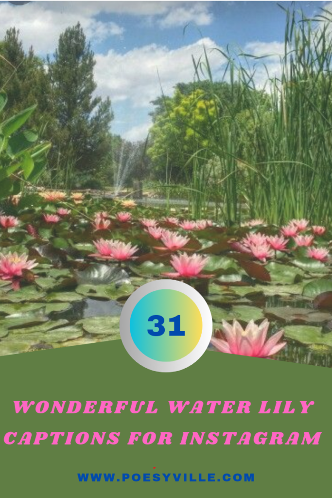 Water lily Captions for Instagram
