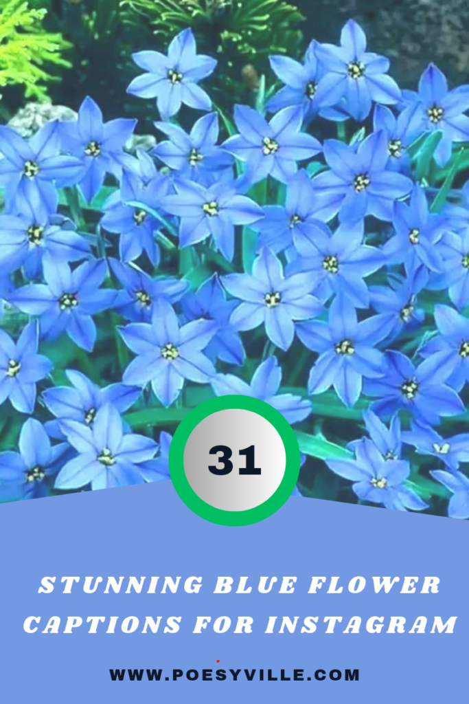 Blue Flower Captions for Instagram 