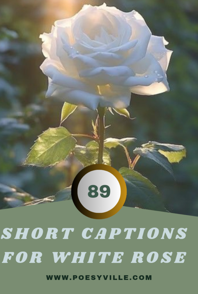 Short Captions For White Rose 