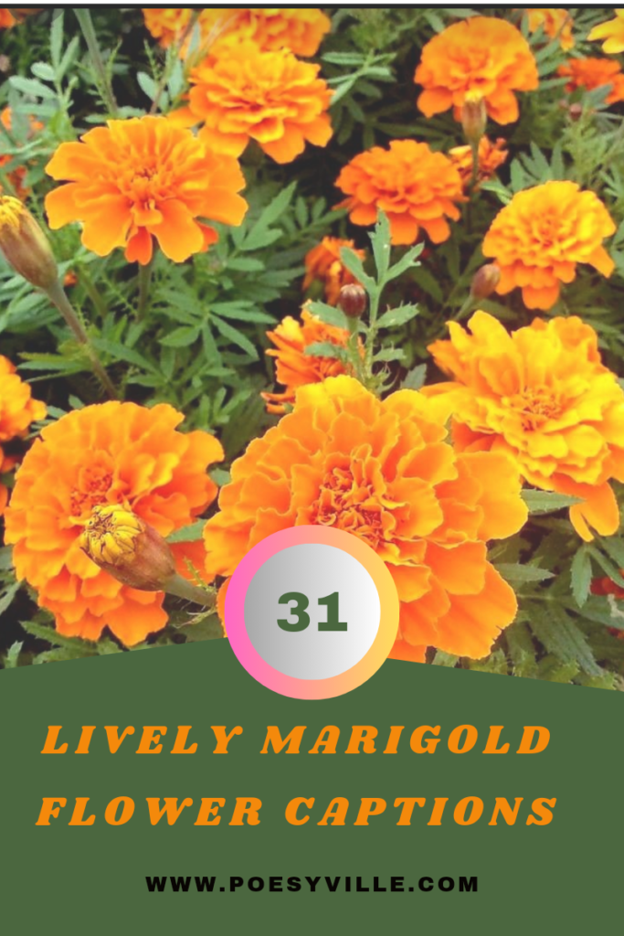 Marigold Flower Captions 