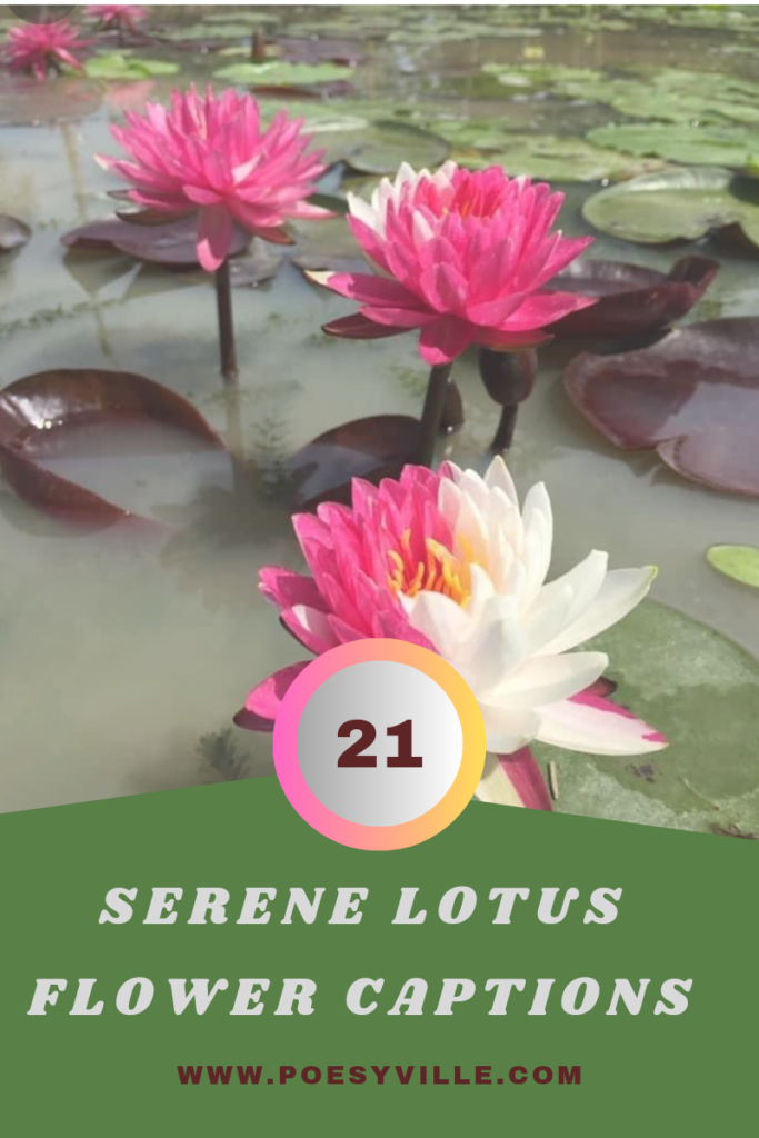 Lotus Flower Captions 