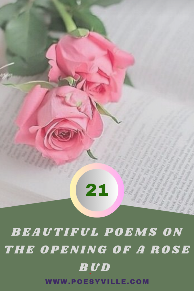 Poems on the Opening of a Rose Bud 