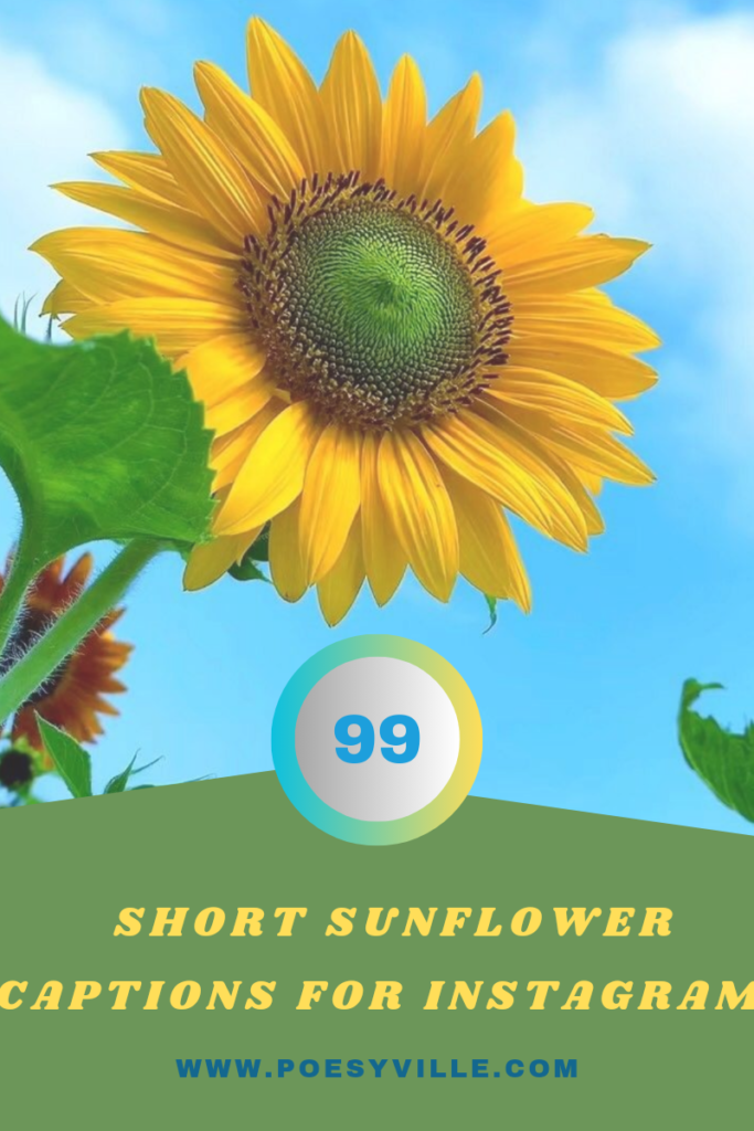 Short Sunflower Captions for Instagram 