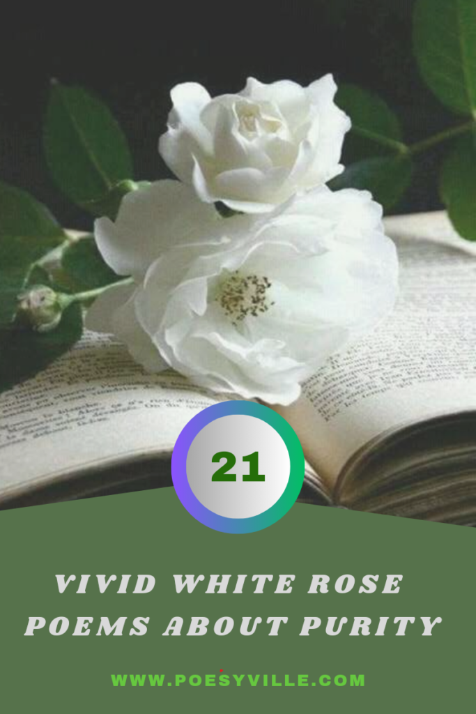 White Rose Poems about Purity 