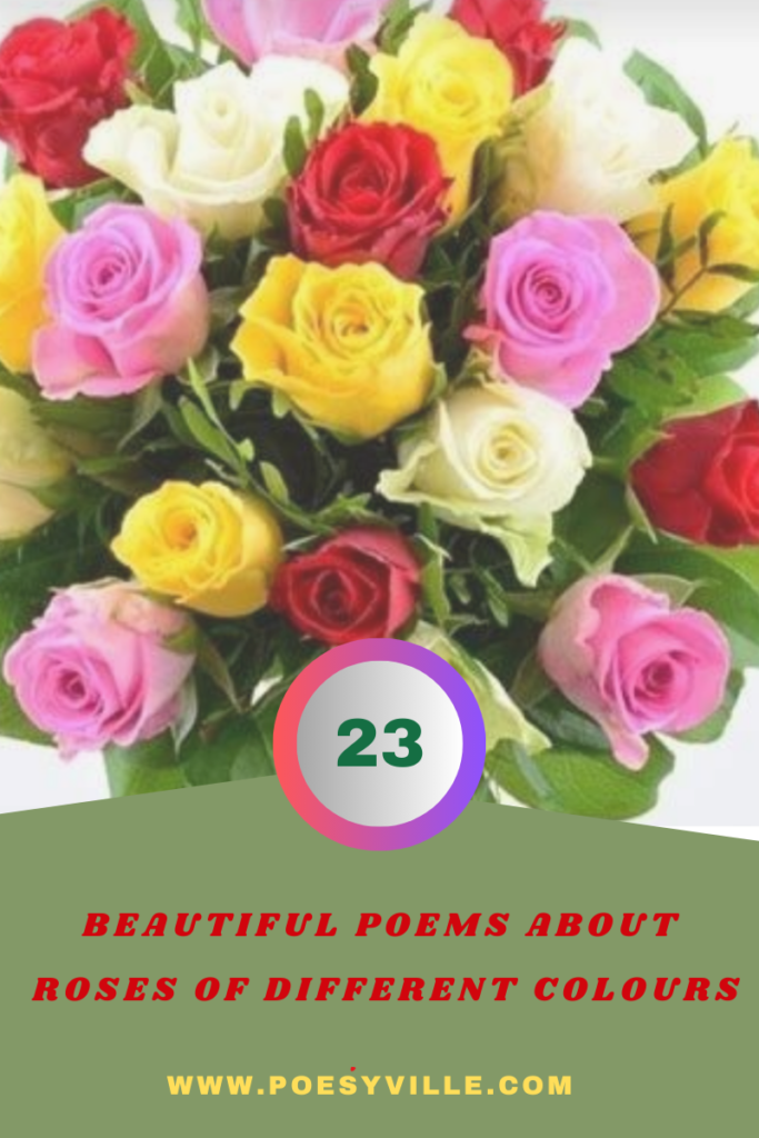 Poems About Roses Of Different Colours 