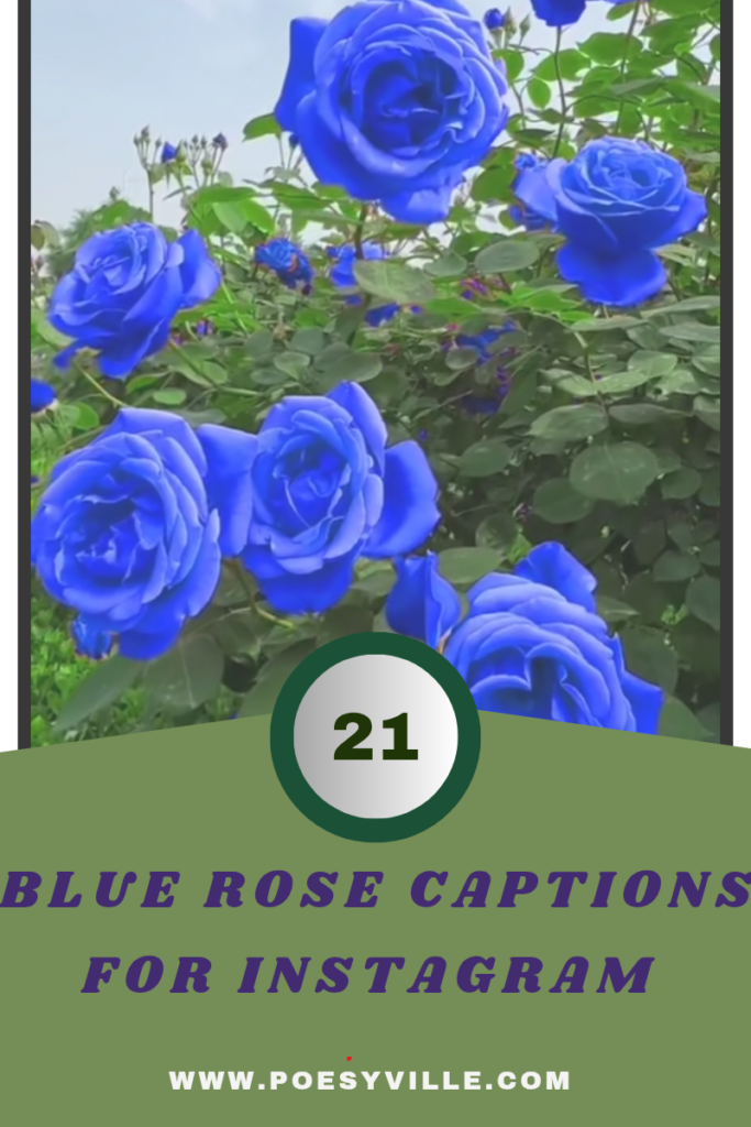 Blue Rose Captions for Instagram 